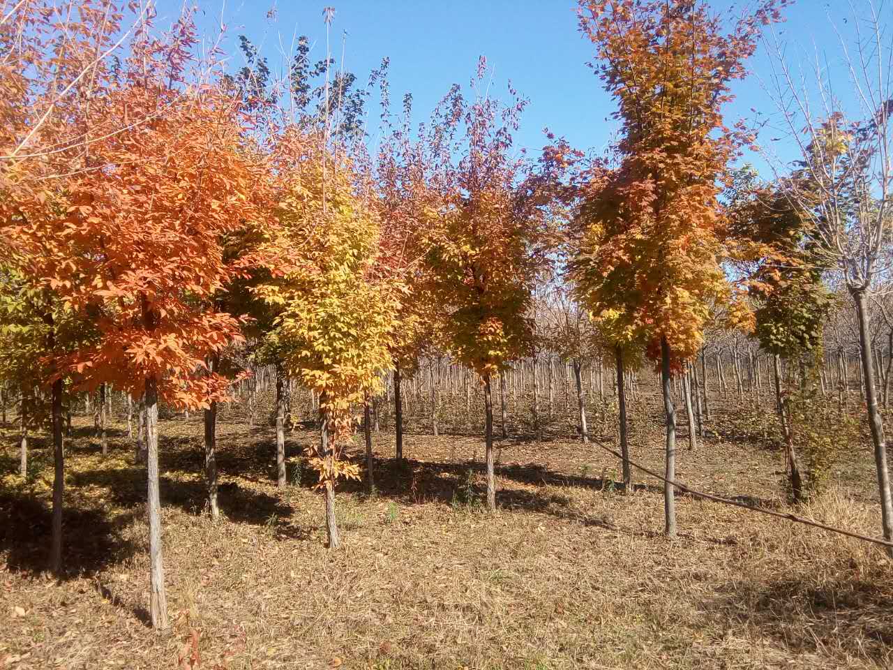 園林公司2.jpg 園林公司2.jpg